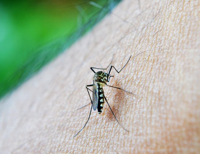 Epidemiologista dá dicas de como usar repelente contra dengue e outras arboviroses